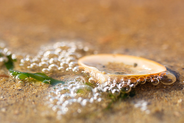 Strand Wemeldinge macro opname.