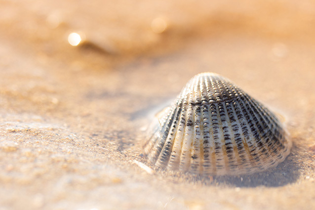 Strand Wemeldinge macro opname.