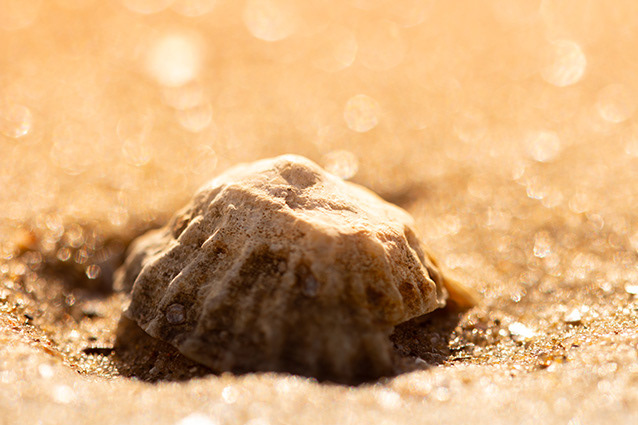 Strand Wemeldinge macro opname.