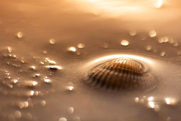 Strand Wemeldinge macro opname.