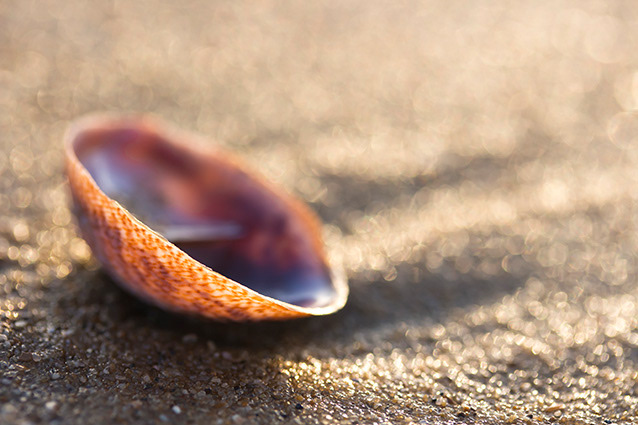 Strand Wemeldinge macro opname.