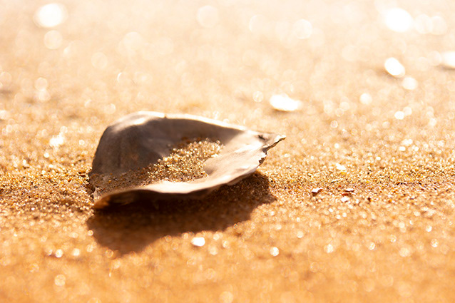 Strand Wemeldinge macro opname.