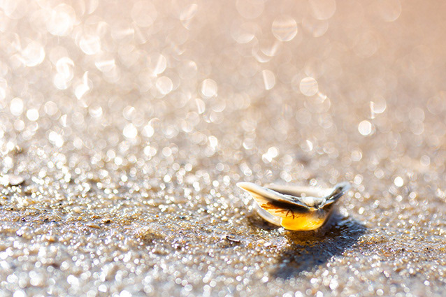 Strand Wemeldinge macro opname.