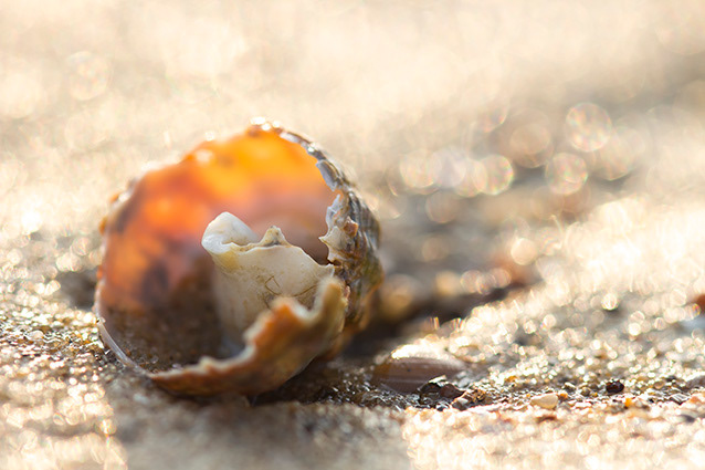 Strand Wemeldinge macro opname.