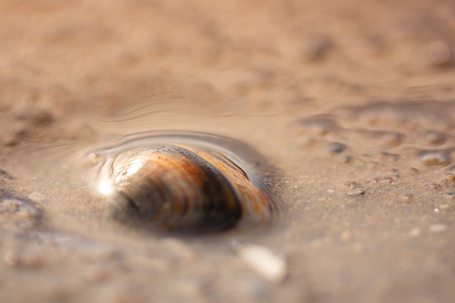 Strand Wemeldinge macro opname.