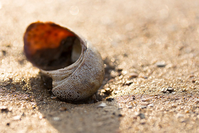 Strand Wemeldinge macro opname.