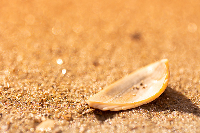 Strand Wemeldinge macro opname.