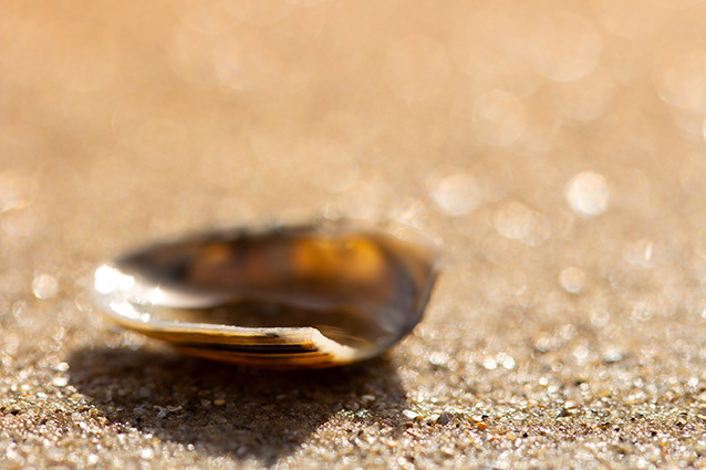 Strand Wemeldinge macro opname.