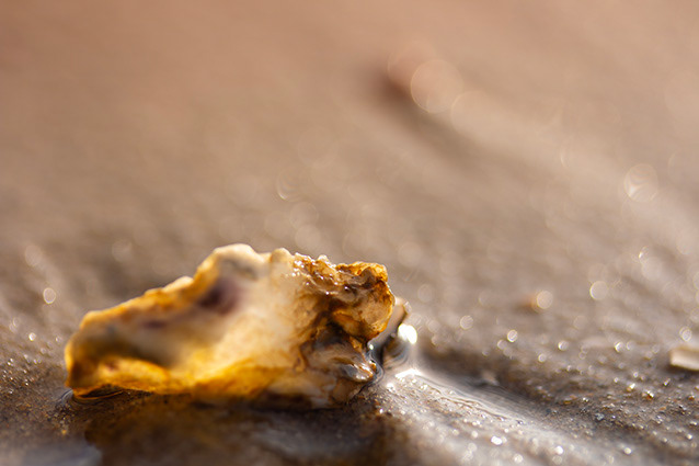 Strand Wemeldinge macro opname.