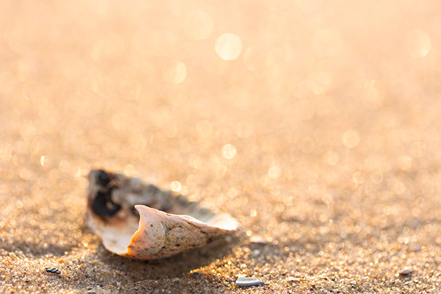 Strand Wemeldinge macro opname.