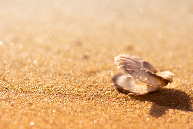 Strand Wemeldinge macro opname.