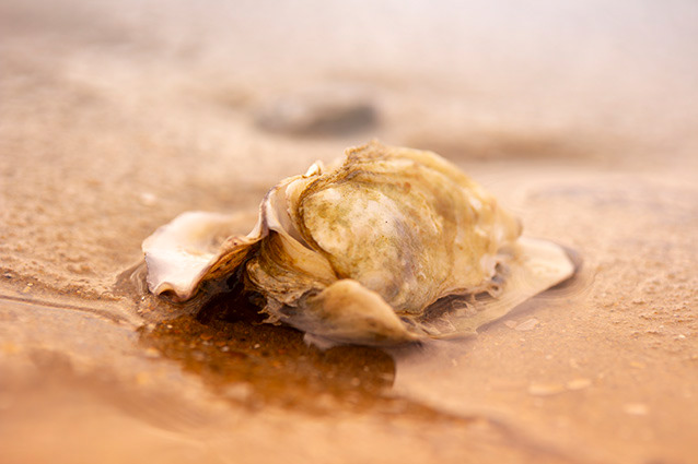 Strand Wemeldinge macro opname.