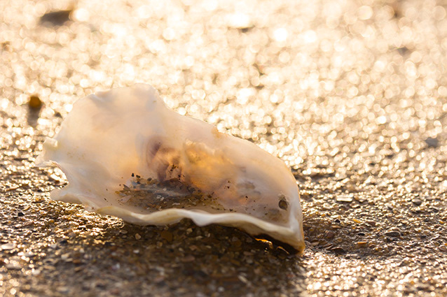 Strand Wemeldinge macro opname.