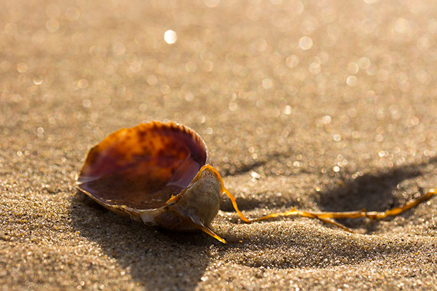 Strand Wemeldinge macro opname.