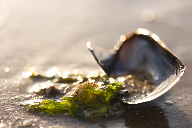 Strand Wemeldinge macro opname.