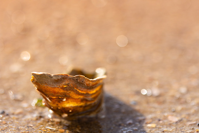 Strand Wemeldinge macro opname.