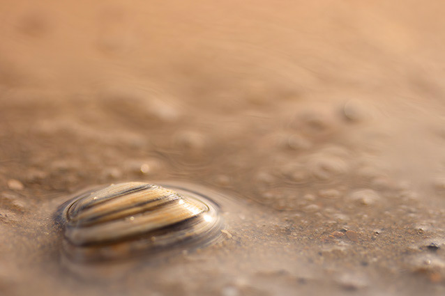 Strand Wemeldinge macro opname.