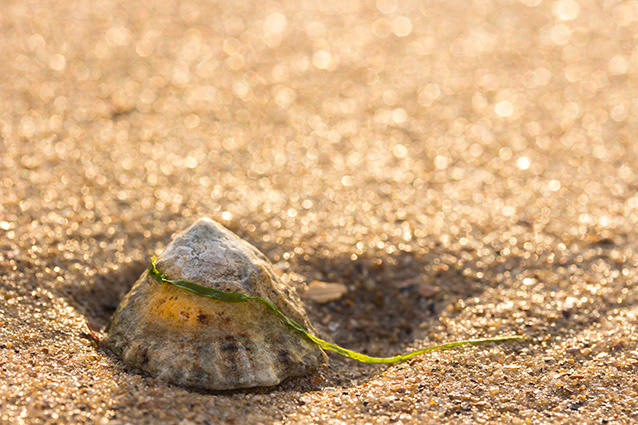 Strand Wemeldinge macro opname.
