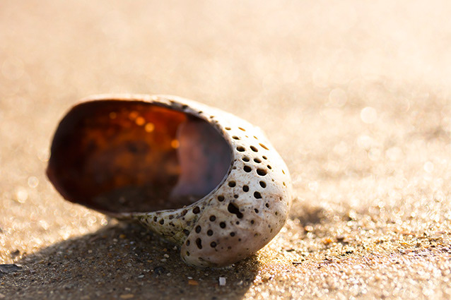 Strand Wemeldinge macro opname.