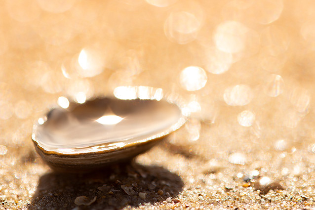 Strand Wemeldinge macro opname.