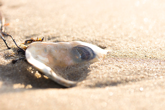 Strand Wemeldinge macro opname.