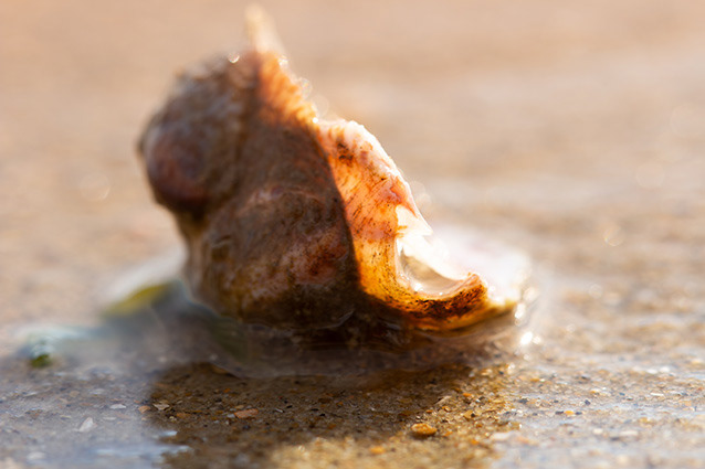 Strand Wemeldinge macro opname.