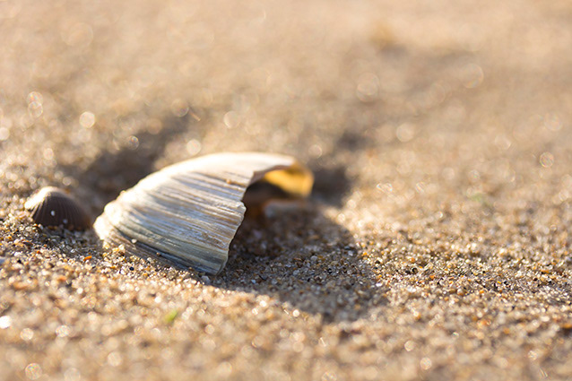 Strand Wemeldinge macro opname.