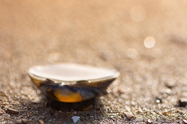 Strand Wemeldinge macro opname.