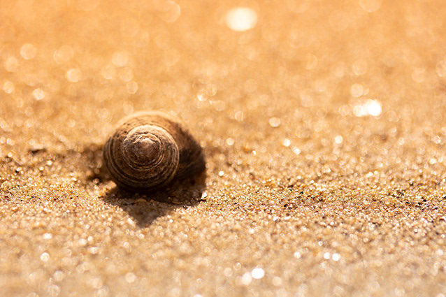 Strand Wemeldinge macro opname.