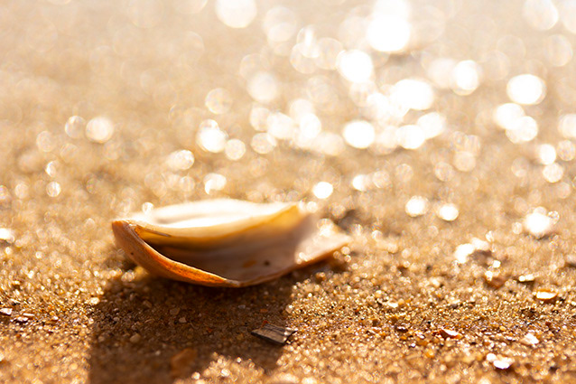 Strand Wemeldinge macro opname.
