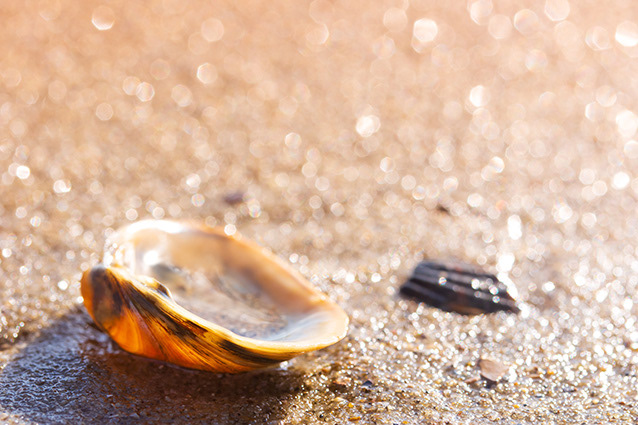 Strand Wemeldinge macro opname.