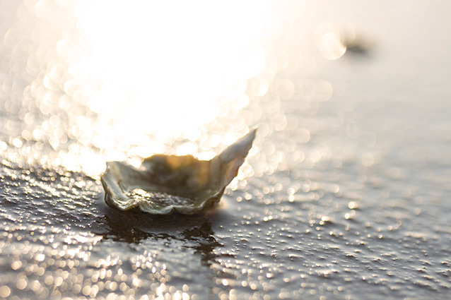 Strand Wemeldinge macro opname.