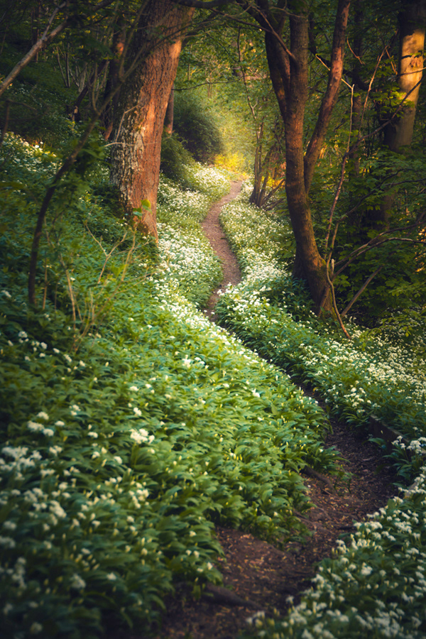wild garlic woodland path