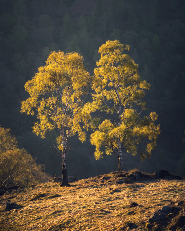 backlit silver birch, Holme Fell