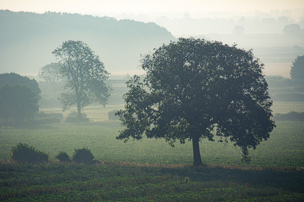 Misty Oaks