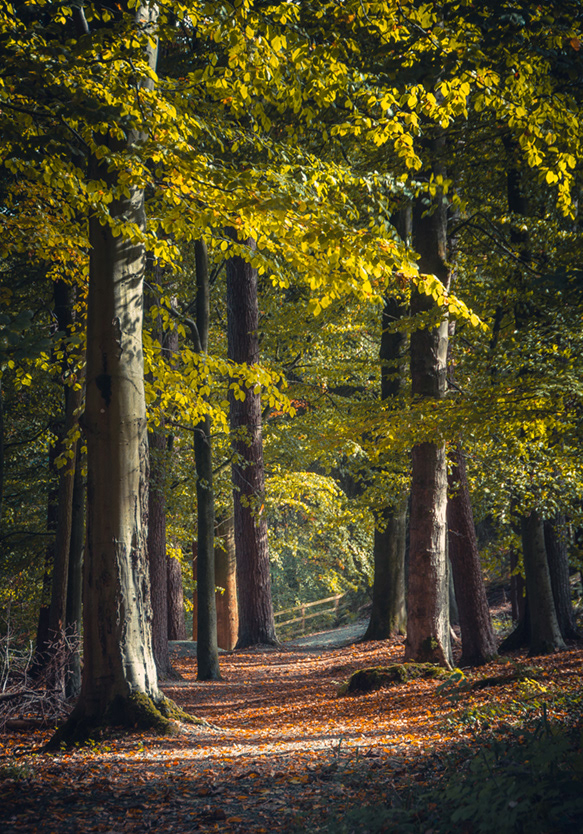 A walk in the Strid Woods, Bolton Abbey