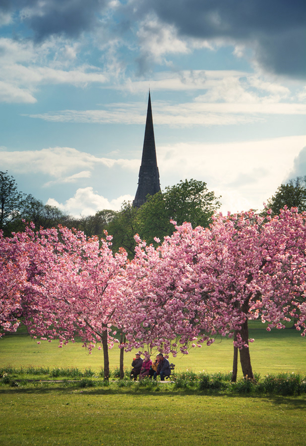 Sitting under the cherry blossom trees, in Harrogate