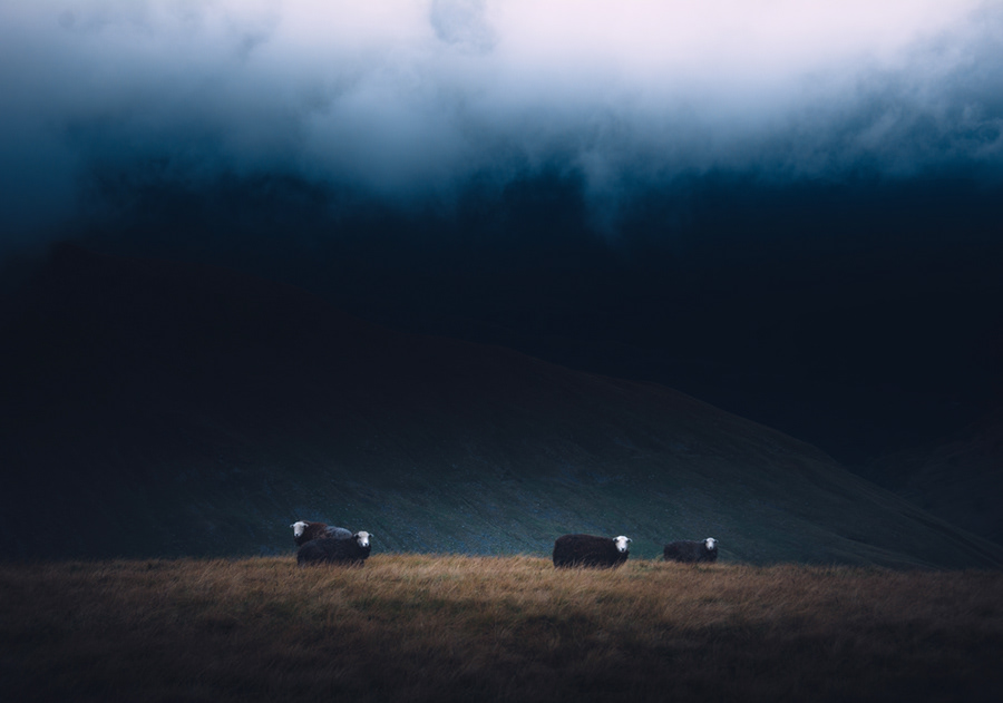 Herdies on High Street