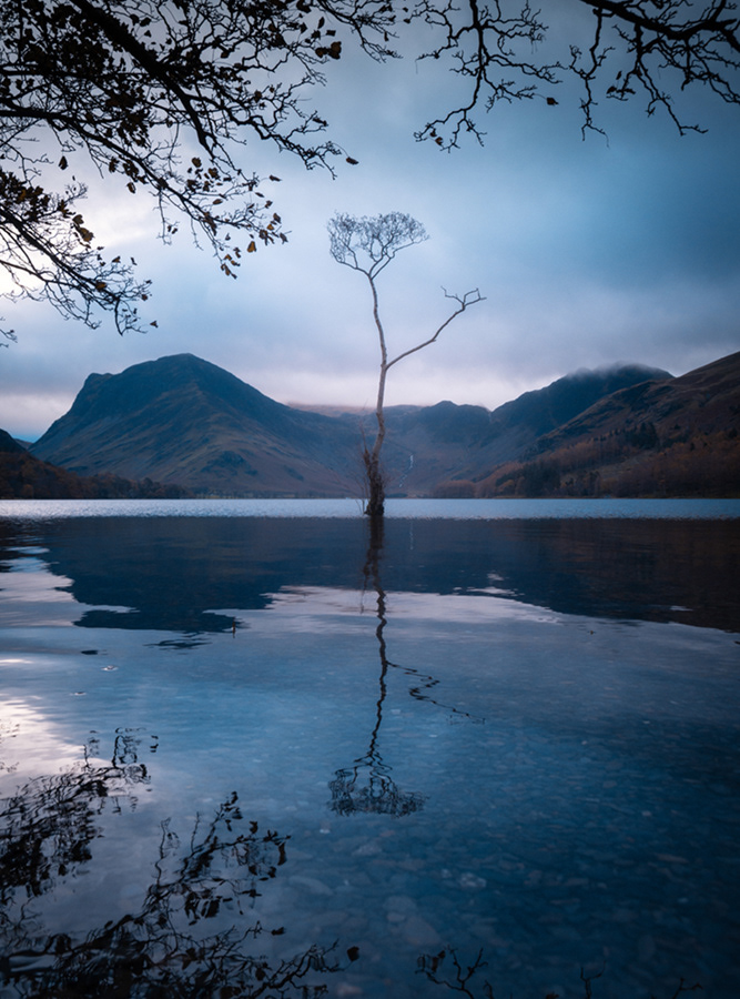 Lone Tree at Buttermere