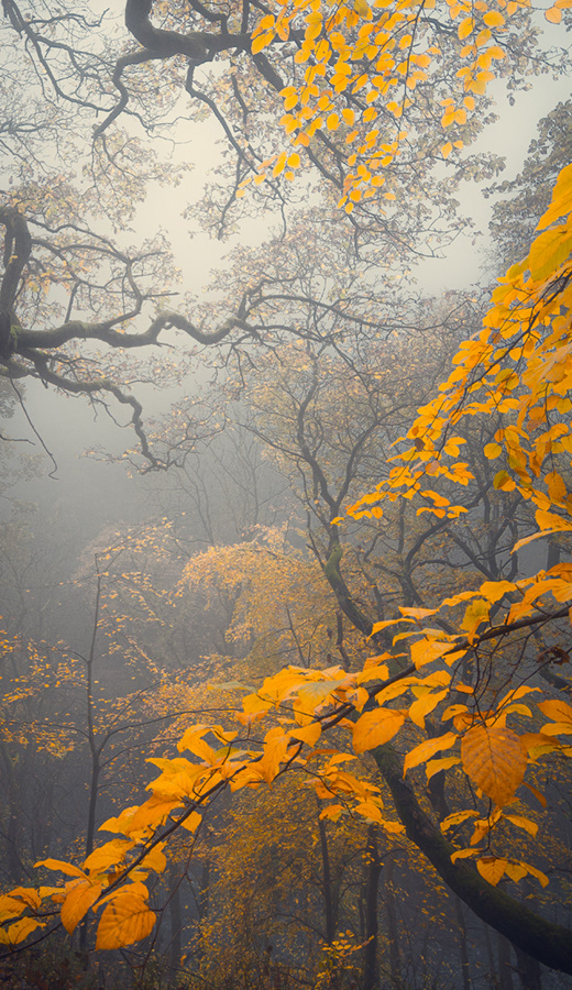 Autumn Gold, Hackfall Woods