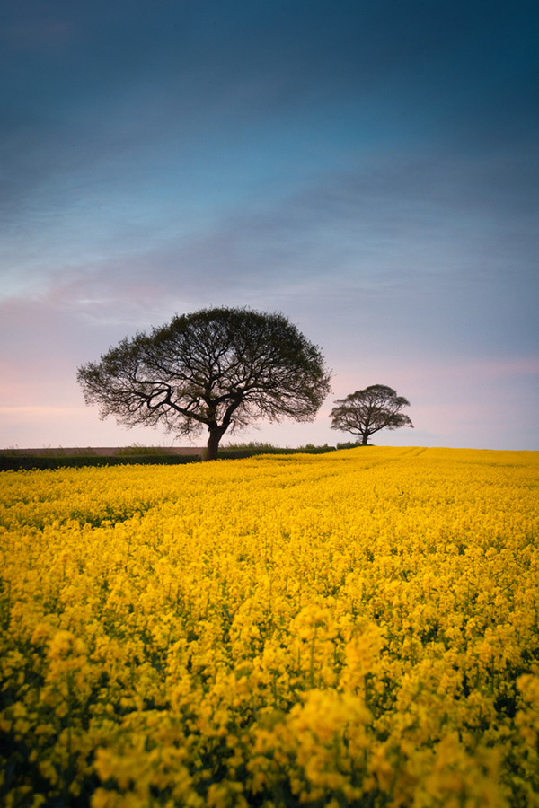 Two trees in yellow