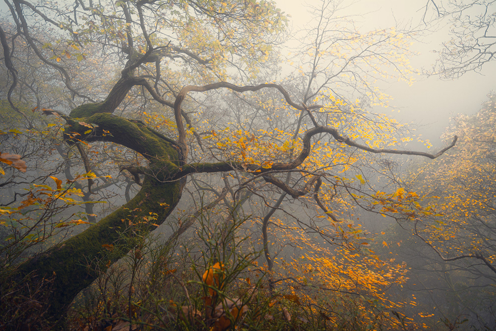 Autumn at Hackfall Woods