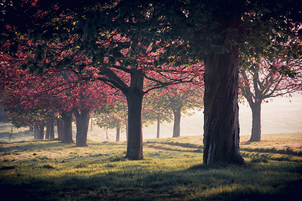 Avenue of trees