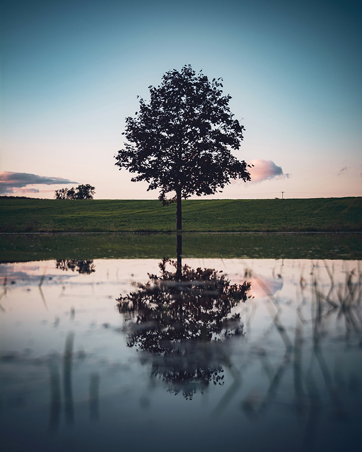 Mirror Tree