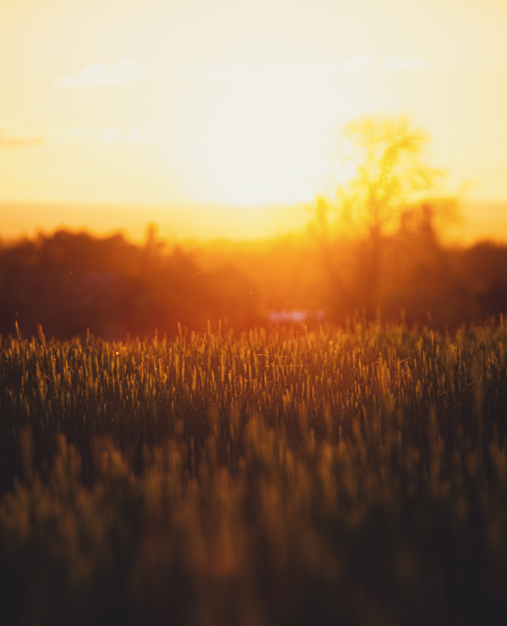 cornfield hazy sunset