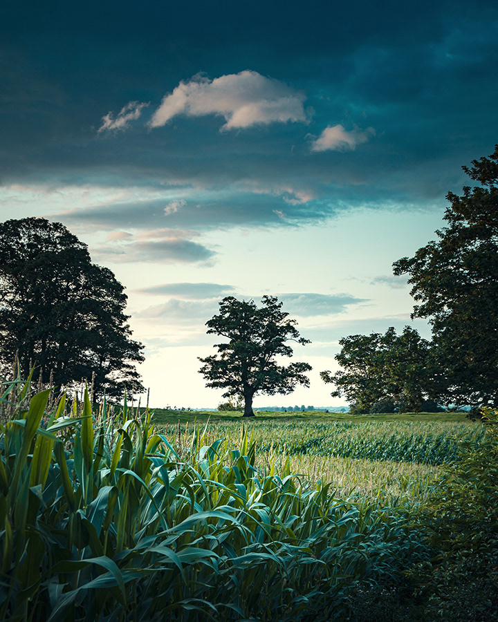 Maize field view