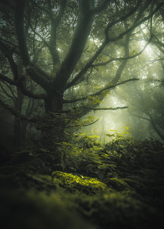 Enchanted forest