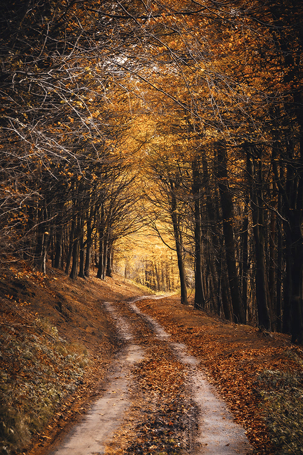 Autumn Lane
