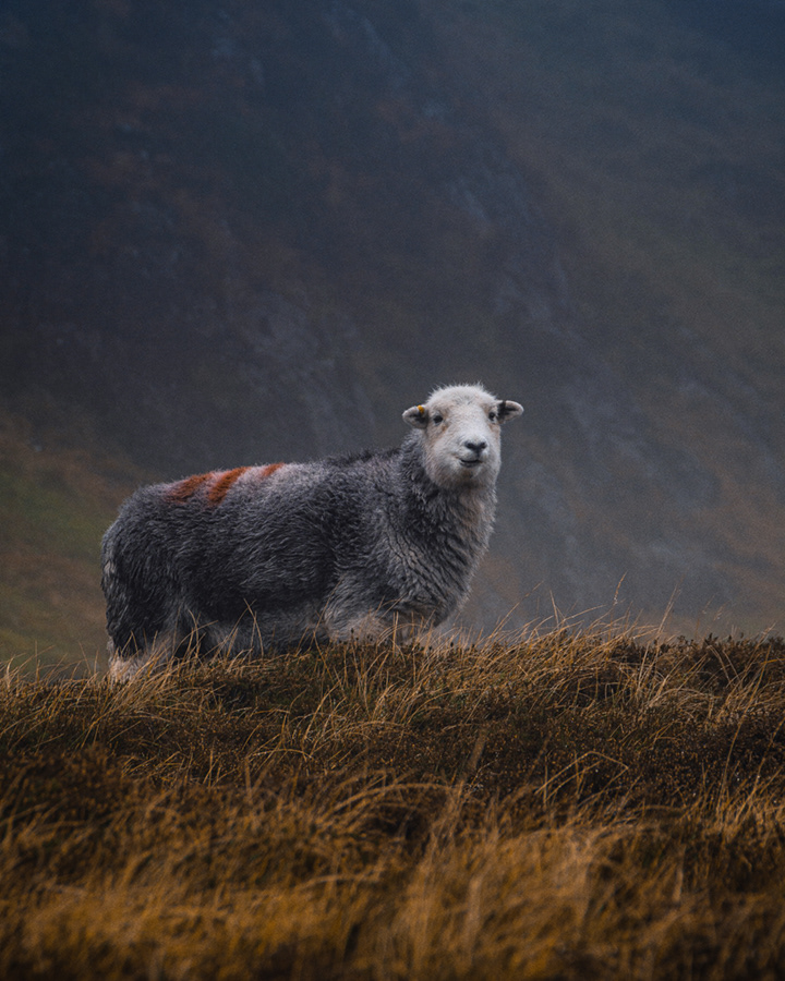 Herdwick sheep