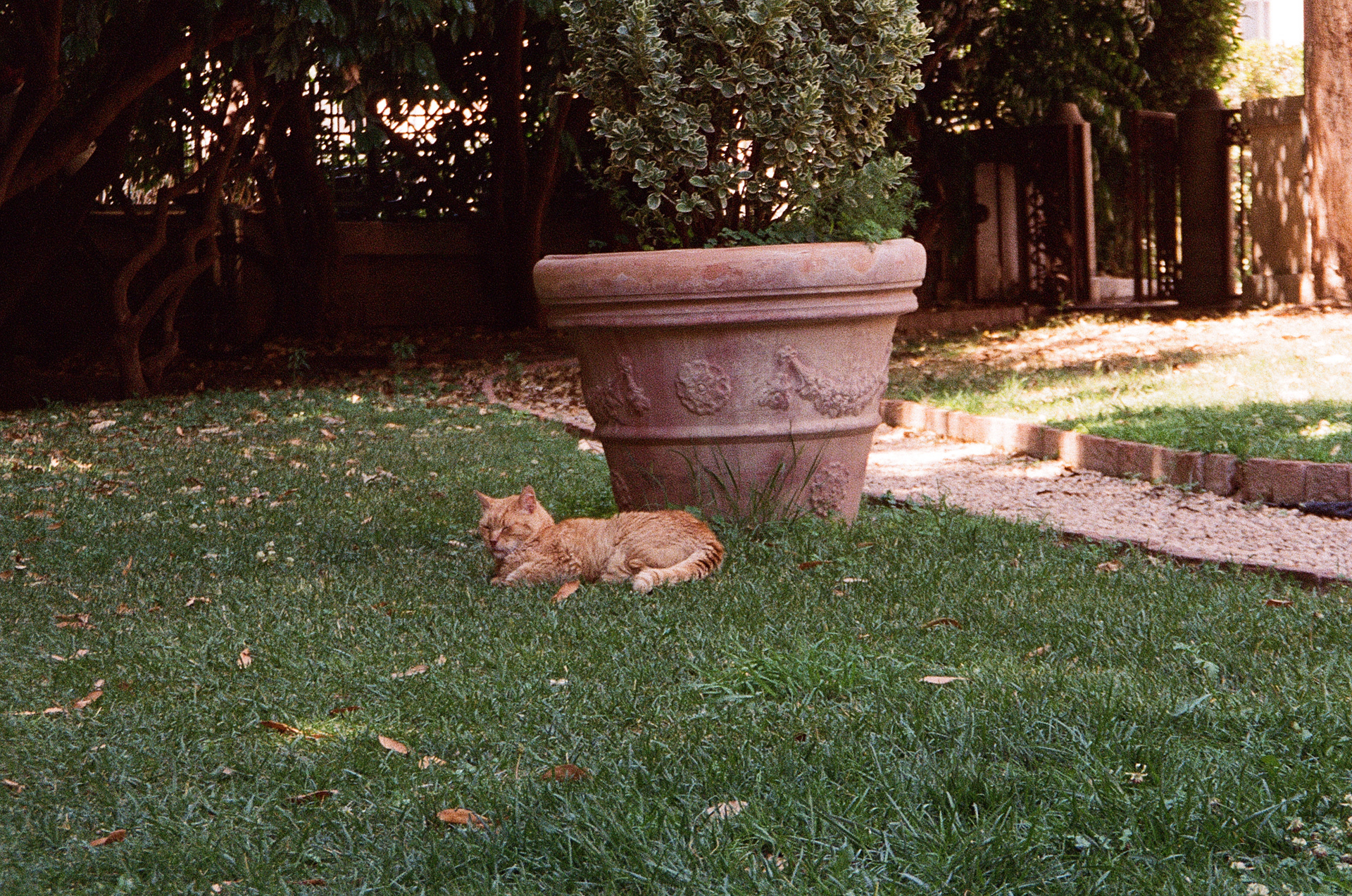 ROME